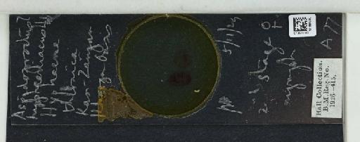 Pseudaspidoproctus hyphaenicus Hall, 1925 - 013511160_117297_1101504_157681_Type