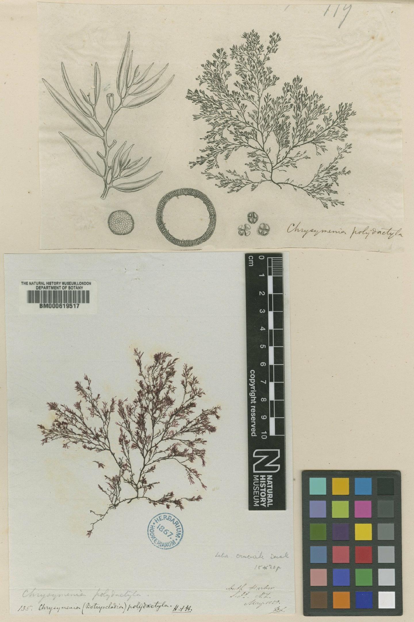 To NHMUK collection (Chrysymenia polydactyla Hook.f. & Harv.; TYPE; NHMUK:ecatalogue:4791193)