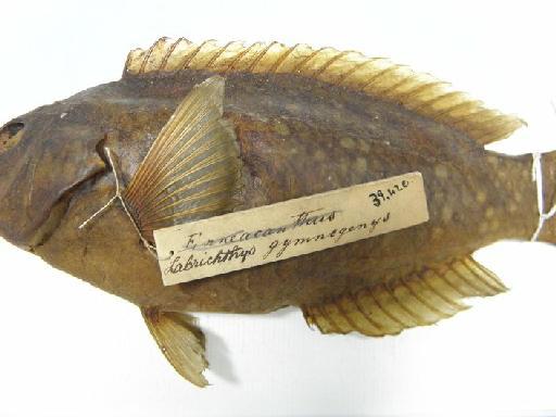 Labrichthys gymnogenis Günther, 1862 - 1848.10.25.48, SYNTYPE, Labrichthys gymnogenis II