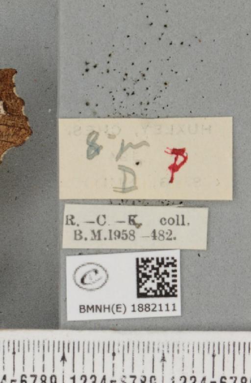 Selenia dentaria ab. extrema Smith, 1950 - BMNHE_1882111_a_label_447741