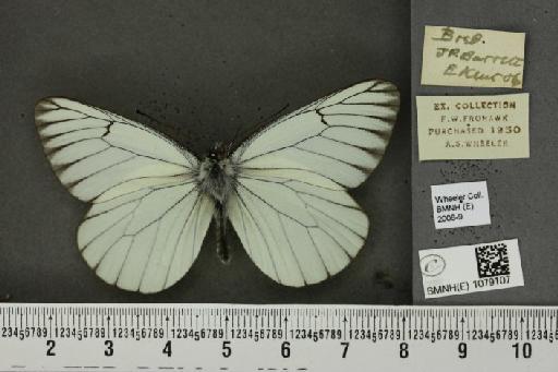 Aporia crataegi (Linnaeus, 1758) - BMNHE_1079107_70125