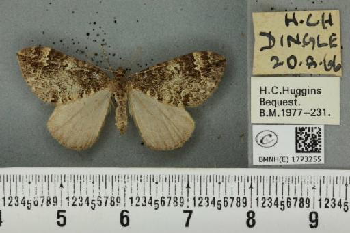 Dysstroma truncata truncata (Hufnagel, 1767) - BMNHE_1773255_348104