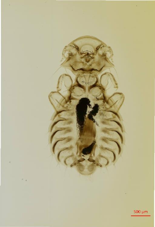 Goniodes oreophilus Clay, 1940 - 010676899__2017_08_07-Scene-1-ScanRegion0