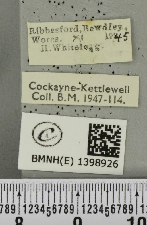 Poecilocampa populi (Linnaeus, 1758) - BMNHE_1398926_label_189269