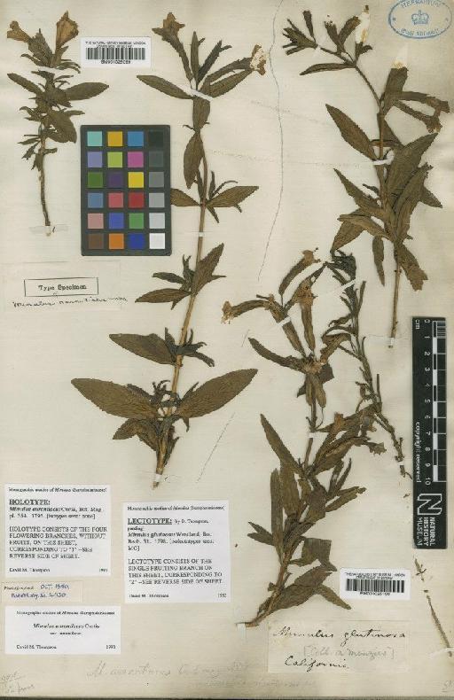 Mimulus aurantiacus var. aurantiacus Curtis - BM001025100