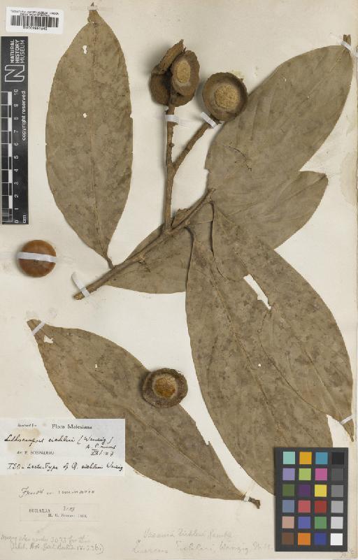 Lithocarpus eichleri (Wenz.) A.Camus - BM000951946