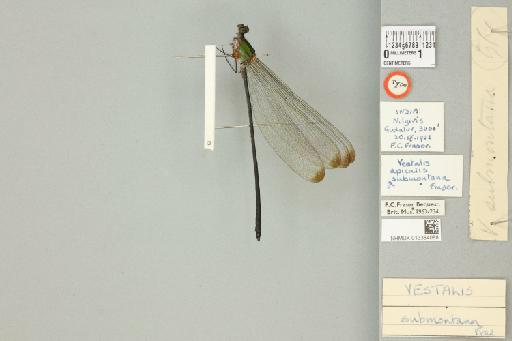 Vestalis submontana Fraser, 1934 - 013384088_dorsal