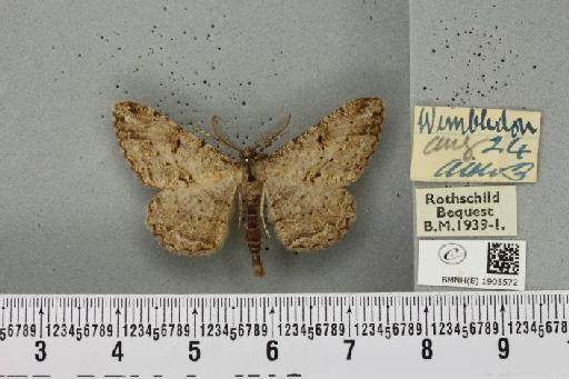 Peribatodes rhomboidaria ab. obsoletaria Lenek, 1951 - BMNHE_1905572_470186