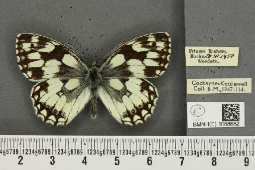 Melanargia galathea serena Verity, 1913 - BMNHE_1068662_34364