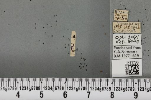 Ophiomyia galii Hering, 1937 - BMNHE_1471738_47400