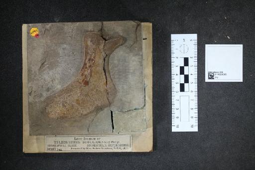 Teleosaurus subulidens Phillips - 010026806_L010092982