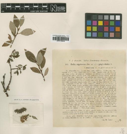 Salix nigricans Sm. - BM001066899