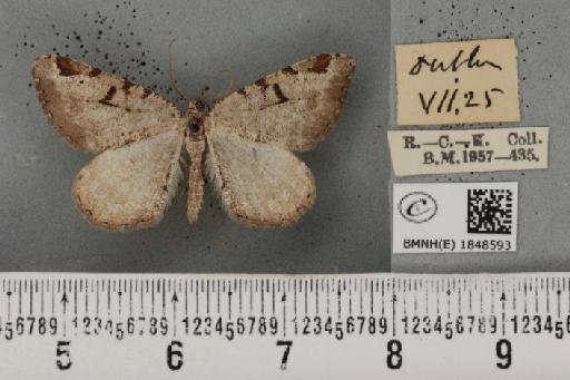 Macaria wauaria ab. v-remotum Schultz, 1931 - BMNHE_1848593_422150