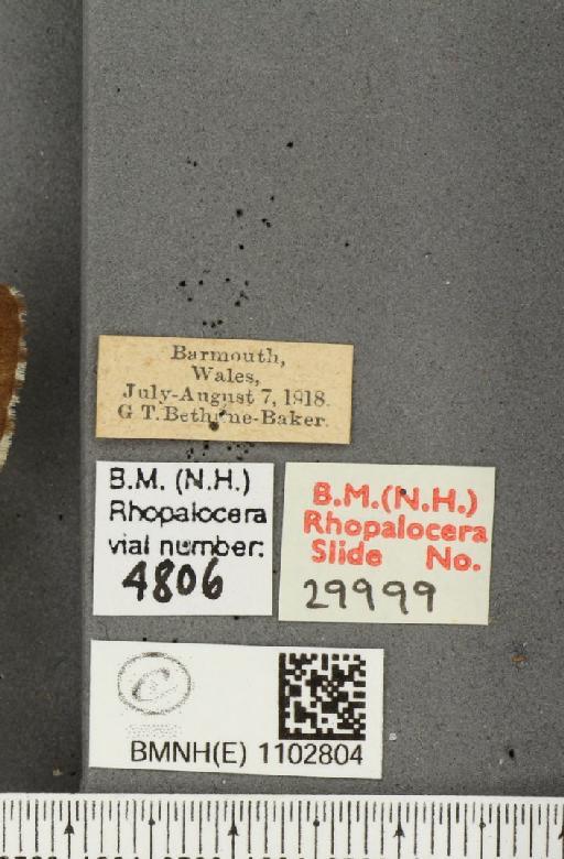 Hipparchia semele semele Linnaeus, 1758 - BMNHE_1102804_label_14150