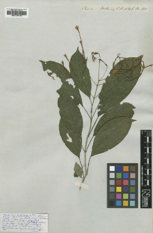 Clerodendrum mindorense Merr. - BM000950204