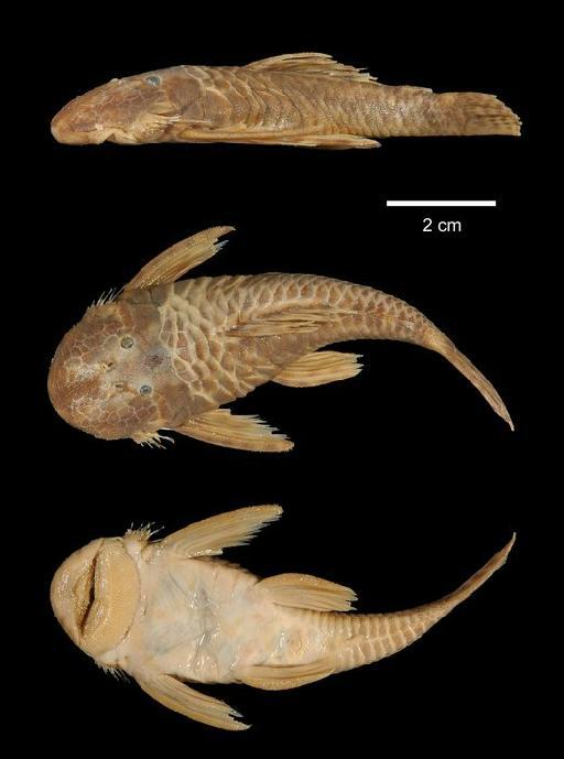 Chaetostomus setosus Boulenger, 1887 - 1880.2.26.9-10b; Chaetostomus setosus; type; ACSI Project image