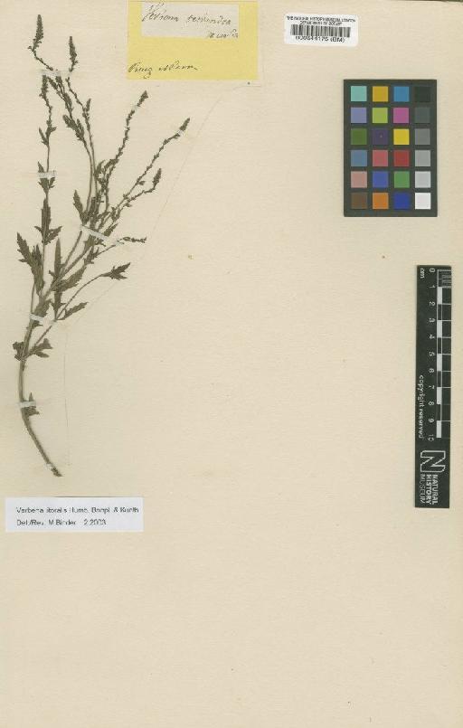Verbena litoralis Kunth - BM000544175