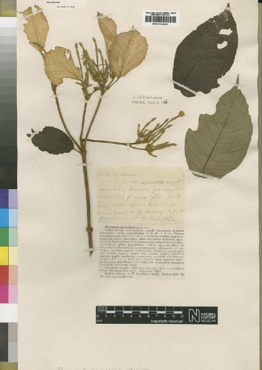 Mussaenda debeauxii Wernham - BM000902904