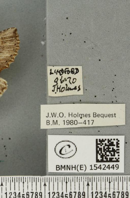 Pterostoma palpina palpina (Clerck, 1759) - BMNHE_1542449_label_246710