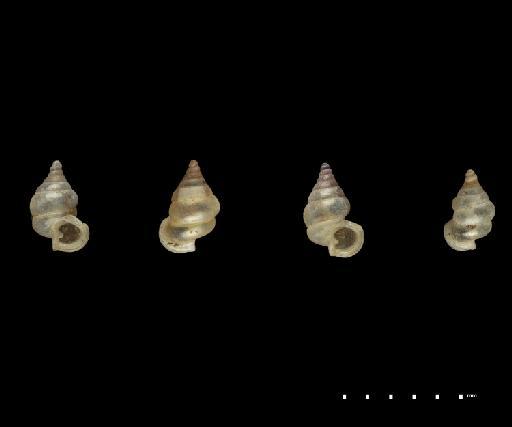 Diplommatina niahensis Godwin-Austen, 1889 - 1890.7.15.61-64, SYNTYPE, Diplommatina niahensis Godwin-Austen, 1889