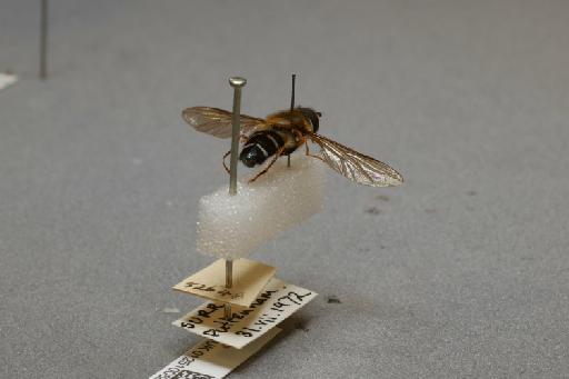 Leucozona (Ischyrosyrphus) glaucius (Linnaeus, 1758) - 012510088_additional_1