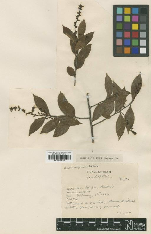 Vaccinium apricum Fletcher - BM000996443