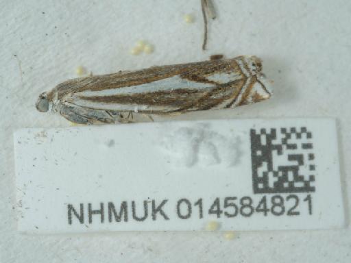Crambus lathoniellus (Zincken, 1817) - 014584821_3