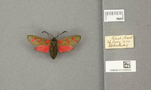 Zygaena (Zygaena) filipendulae stephensi Dupont, 1900 - 015192823_775459_1085133