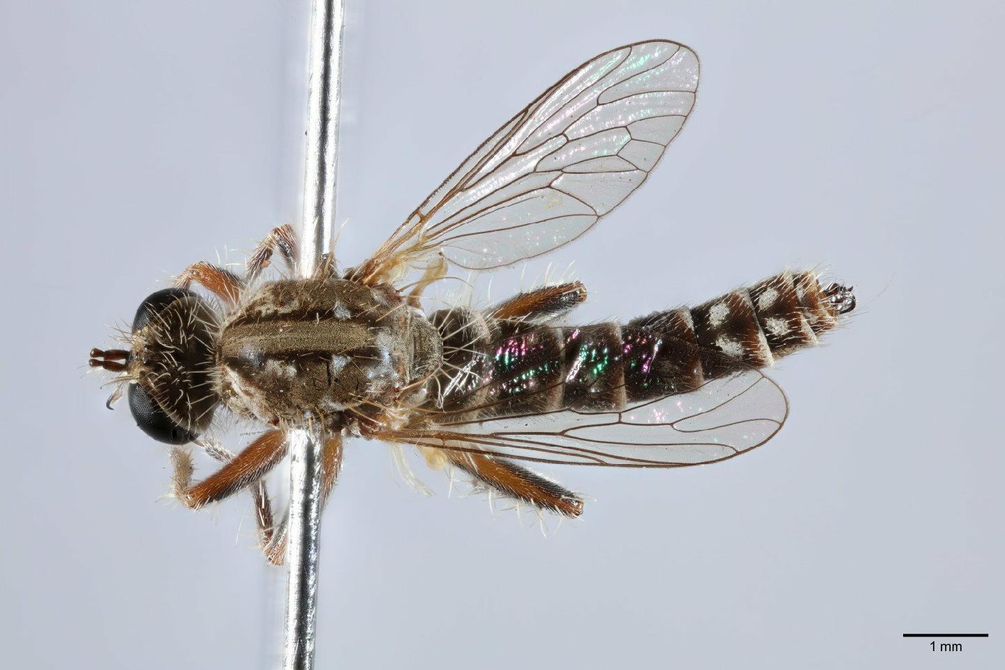 Connomyia callima