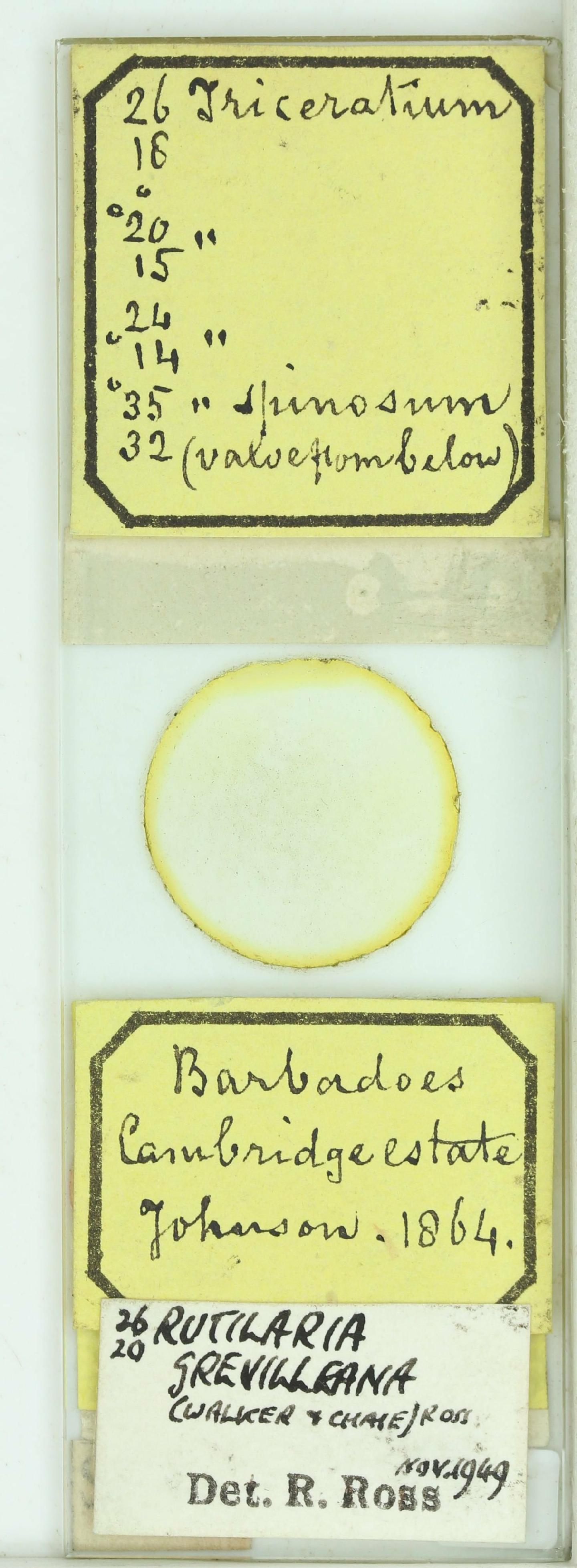 To NHMUK collection (Biddulphia decorata Grev.; Holotype; NHMUK:ecatalogue:4740829)