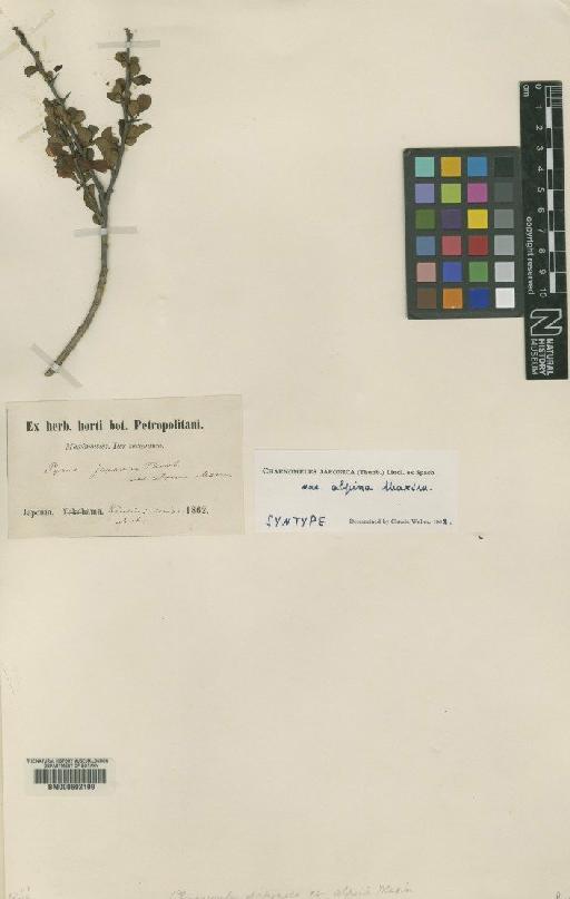 Chaenomeles japonica var. alpina Maxim - BM000602199