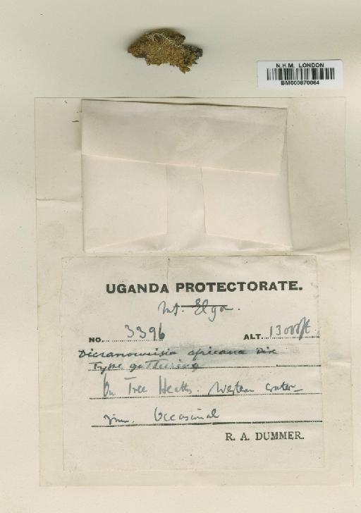 Dicranoweisia africana Dixon - BM000870064