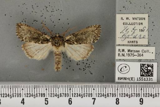 Polyploca ridens (Fabricius, 1787) - BMNHE_1551331_238654