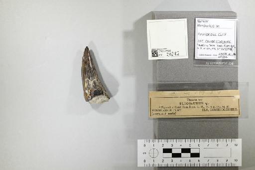 Pliosaurus brachydeirus Owen, 1841 - 010025599_L010221779