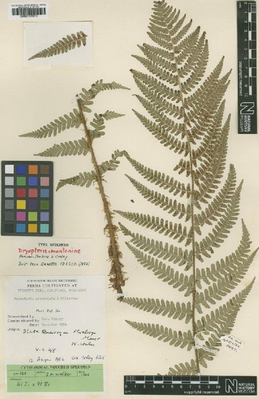 Dryopteris × mantoniae Fraser-Jenk. & Corley - BM001066213
