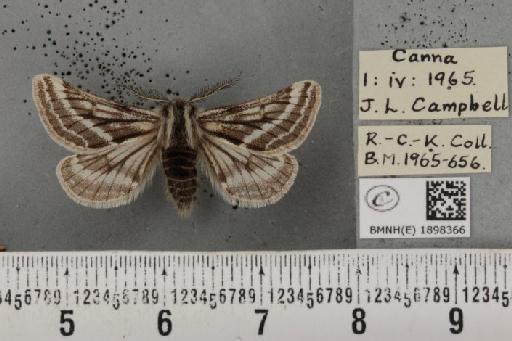 Lycia zonaria atlantica (Harrison, 1938) - BMNHE_1898366_491238