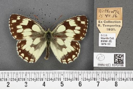 Melanargia galathea serena Verity, 1913 - BMNHE_1070708_36691