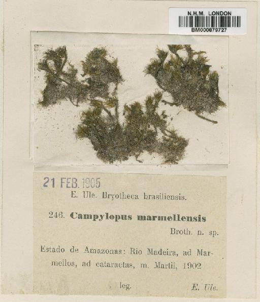 Campylopus surinamensis Müll.Hal. - BM000879727