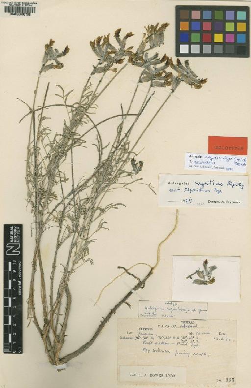 Astragalus argentocalyx Ali ex Podlech - BM000600768