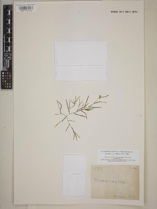 Potamogeton L. - 013391616