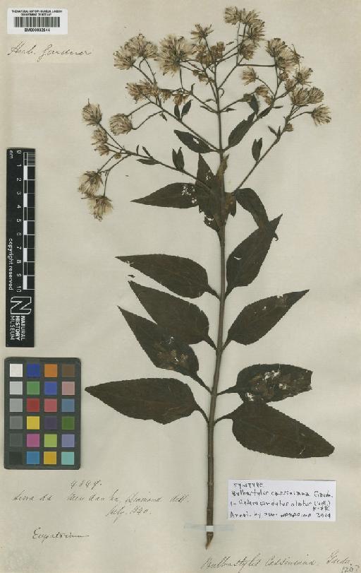 Heterocondylus alatus (Vell.) R.M.King & H.Rob. - BM000832644