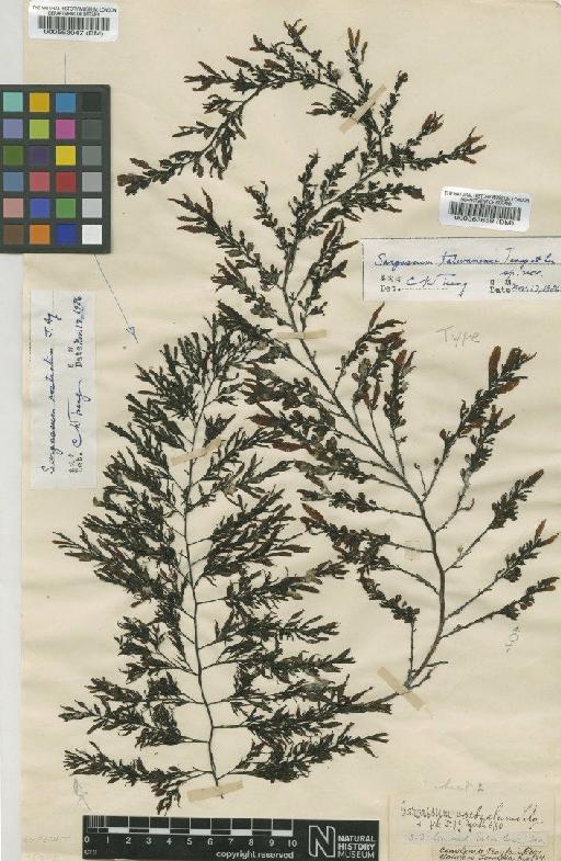 Sargassum rostratum J.Agardh - BM000563047