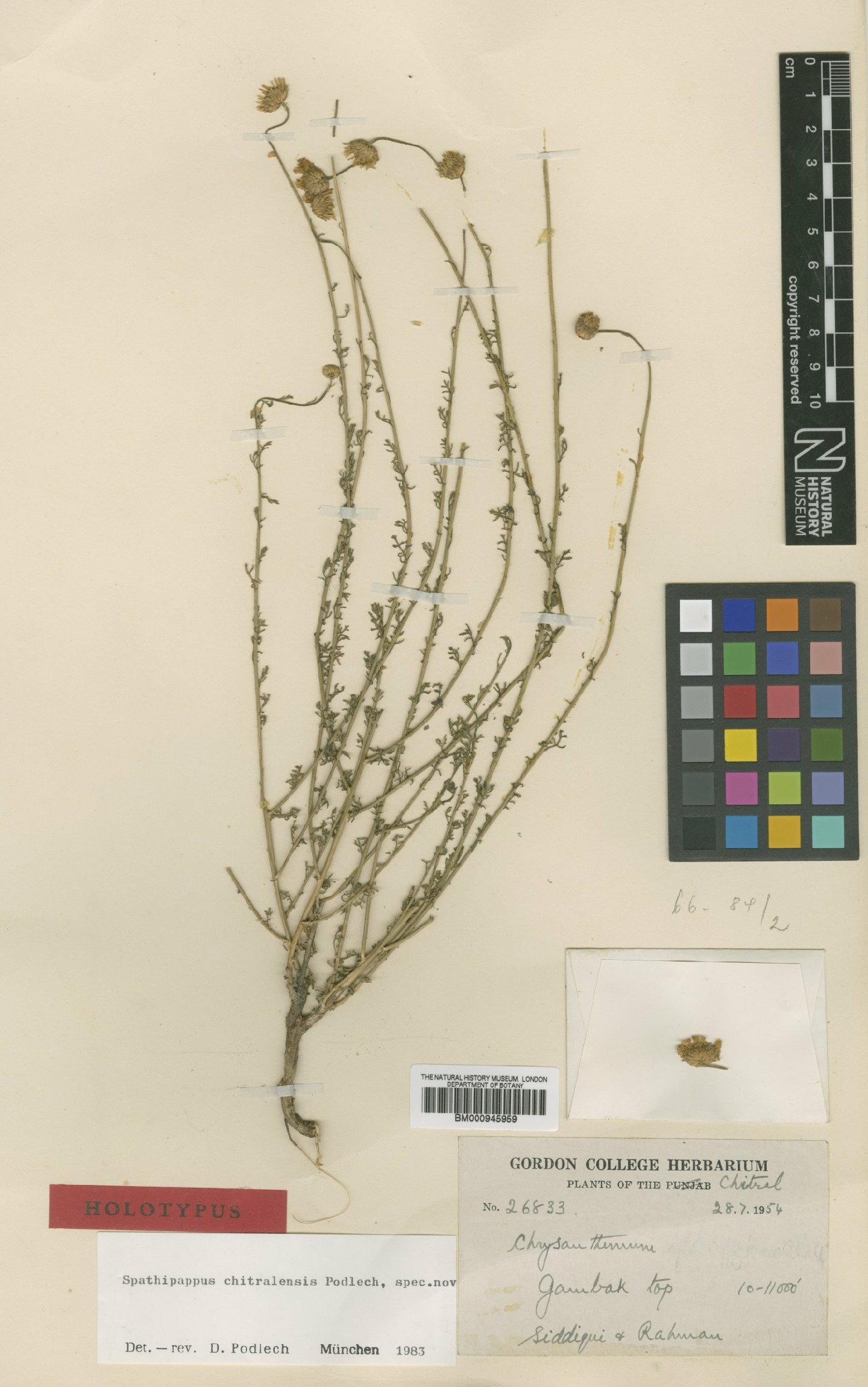 To NHMUK collection (Spathipappus chitralensis Podlech; Holotype; NHMUK:ecatalogue:473938)