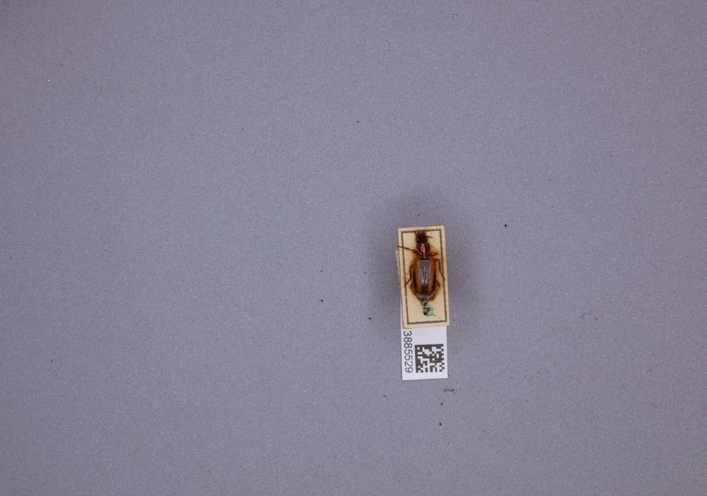 Cymindis lineola thumbnail
