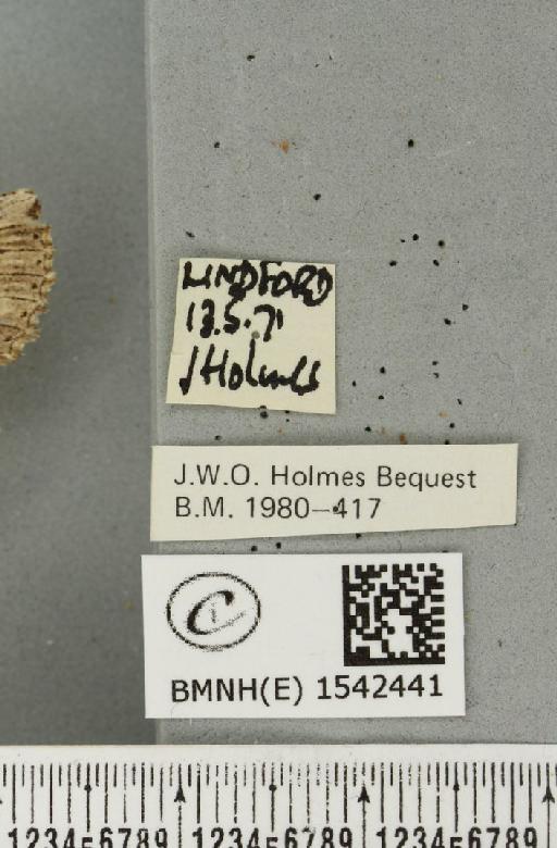 Pterostoma palpina palpina (Clerck, 1759) - BMNHE_1542441_label_246702