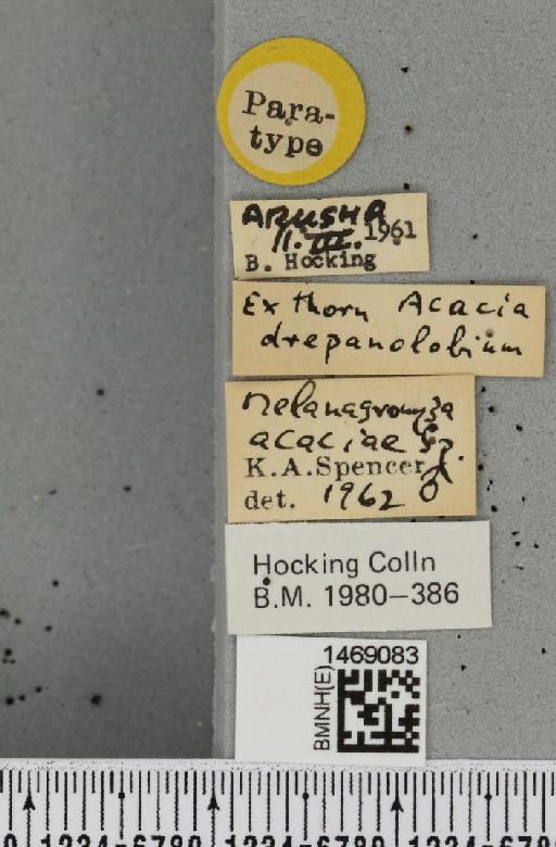 Melanagromyza acaciae Spencer, 1963 - BMNHE_1469083_label_44765