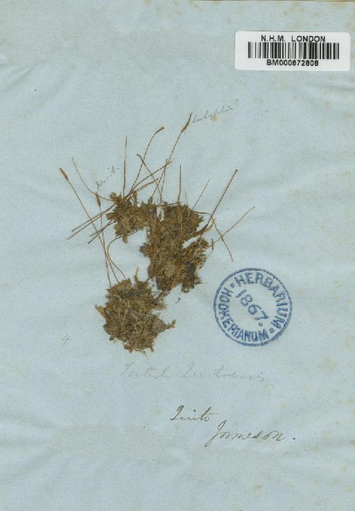 Tortula quitoensis Taylor - BM000872808