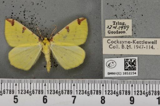 Opisthograptis luteolata (Linnaeus, 1758) - BMNHE_1852254_427641