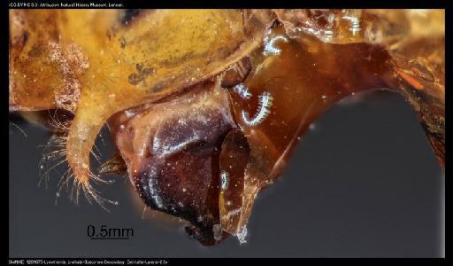 Lyriothemis bivittata (Rambur, 1842) - BMNHE_1201870-Lyriothemis_bivittata-Specimen-Secondary_Genitalia-Lateral-2.5x