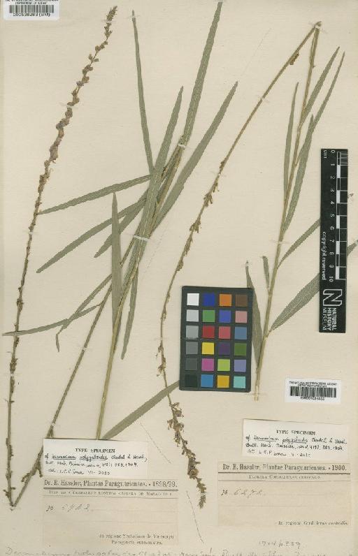 Desmodium polygaloides Chodat & Hassl. - BM000538283